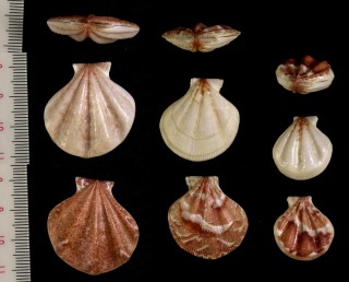 ヨーロッパヒヨク (ヒナノテキンチャク) Pseudamussium clavatum small
