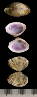 ニセサツマアサリ Antigona persimilis small