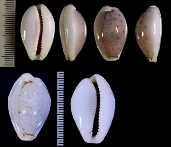 ユキオミナエシダカラ Erosaria boivinii cuatoni small