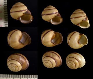 オカシマイマイの仲間2 未詳 Thersites sp. small