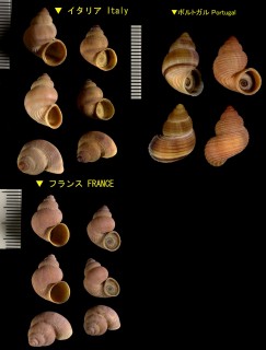 スジオカタマキビ Pomatias sulcatus small