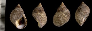 レパードタマキビ Littorina varia small