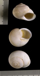 テスコルムマイマイ Rhagada tescorum small