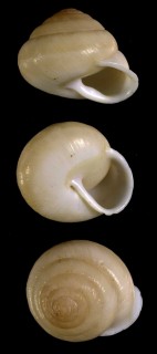 ボナパルト群島のナンバンマイマイ類2 Amplirhagada imitata small