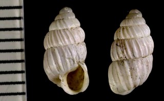 キルギスのキセルガイモドキ Pseudonapaeus costatus merzbacheri small