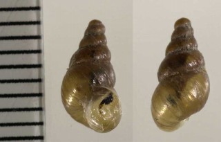 ミツバキセルモドキの亜種 Chondrula tridens albolimbata small
