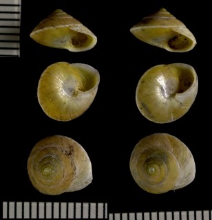 インドネシアのヤマキサゴの一種 Helicina aruana sculpta small