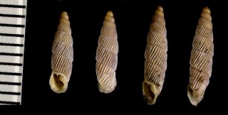 クロアチアのキセルガイ Agathylla strigillata latestriata small