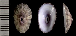 クモリスカシ Fissurella nubecula small
