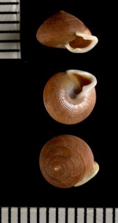 シメクチヤマキサゴ Lucidella aureola small