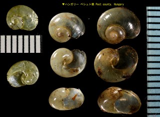 ペルシダハリガイ (仮称) Vitrina pellucida small
