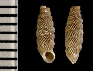 ギボンズパイプガイ (仮称) Brachypodella gibbonsi small