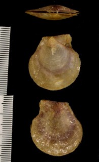 ガラスニシキ Chlamys hyalina small