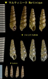 オカクチキレガイ Subulina octona small