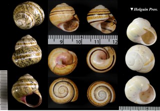 ゴマフコダママイマイ Polymita muscarum small