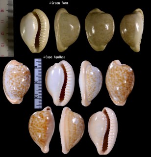ゴンドワナアカチャダカラ Cypraeovula fuscorubra gondwanalandensis small