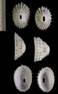 アラハダクズヤ Fissurella nodosa small