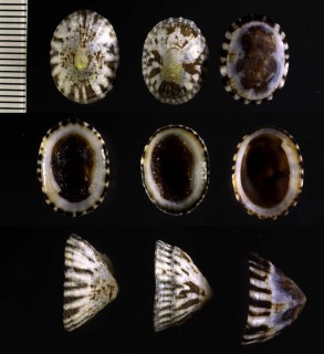スダテカサガイ Acmaea leucopleura small