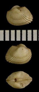チョビヒゲミミエガイ ちょび髭耳江貝 Arcopsis polycymoides small