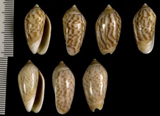 ペルーマクラ Oliva peruviana small