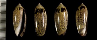 ハチマキハイイロマクラ Oliva oliva taeniata small