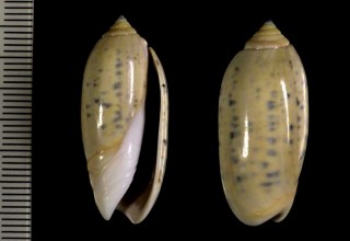 ユウグレハイイロマクラ Oliva oliva form broderipi small