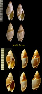ヒノモトボタル Amalda hinomotoensis small