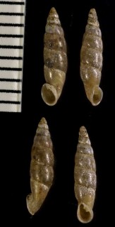 アマミチビノミギセル Oligozaptyx hyperodonta small