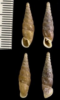 ロザンギセル 廬山煙管 Hemiphaedusa lushanensis small