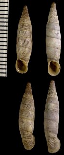 ロドポスアオギセル 仮称 Albinaria xanthostoma small