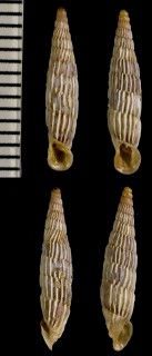 サブラメロサアオギセル 仮称 Albinaria sublamellosa small