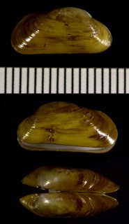 ヒラノマクラ 平野枕 Adipicola pacifica small