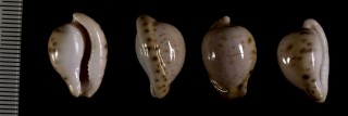 ローレンツダカラの一型 Cypraeovula algoensis sanfrancisca small