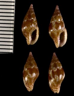 シラボシムギガイ Mitrella bruggeni small