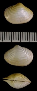 チヨノハナガイ 千代の花貝 Raetellops pulchellus small