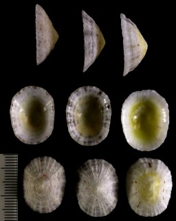 ゴマフコザラ Patelloida pustulata small