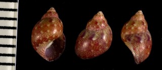 ヒヨコサラサバイ Tricoria pullus small