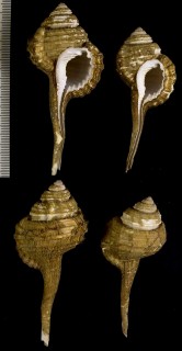 オナガガイ 尾長貝 Ranularia caudatum small