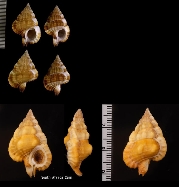 トガリアラレボラ Gyrineum cuspidatum small