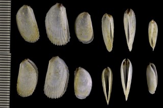 ナギナタユキミノ 長刀雪蓑 Limaria dentata small