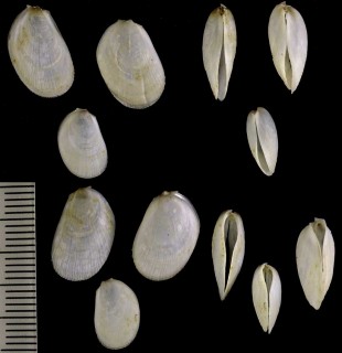 ウスユキミノ 薄雪蓑 Limaria hirasei small