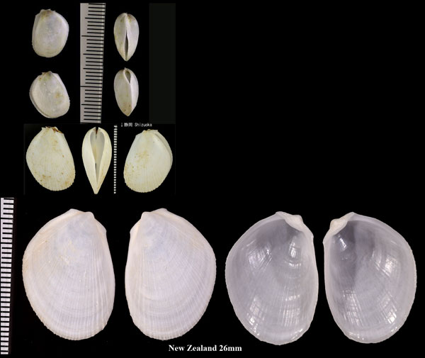 フクレユキミノ 膨れ雪蓑 Limaria orientalis small