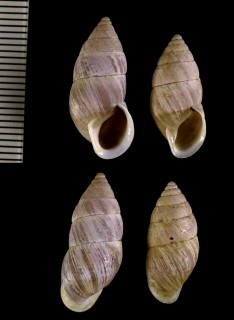 マダラキカイキセルガイモドキ Luchuena reticulata variegata small