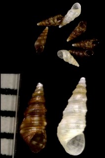 アビレンノミカニモリ (仮称) Cassiella abylensis small