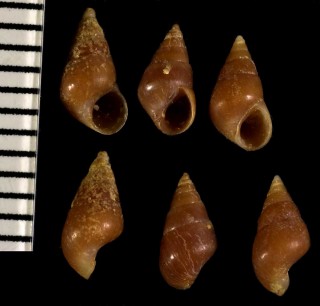 アカチャツボの仲間 Barleeia rubra small