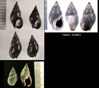シイノミヨフバイ Nassarius velatus small