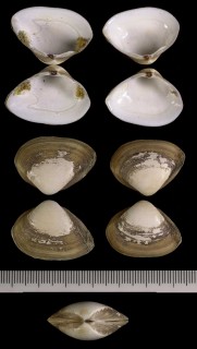 タイセイヨウチビウバガイ Spisula subtruncata small
