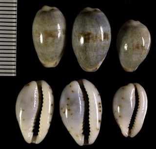 ヒルダオーストラリアメダカラ Purpuradusta gracilis macula forma hilda small