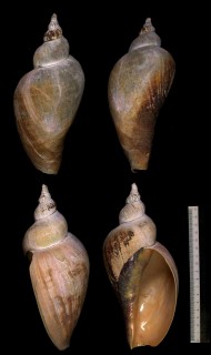 リオスメロンボラ Adelomelon riosi small