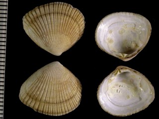 ナミアラカンカノコアサリ Timoclea ovata small